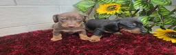 Teckel Miniatura perros en venta: Teckel Miniatura - Anuncio 5