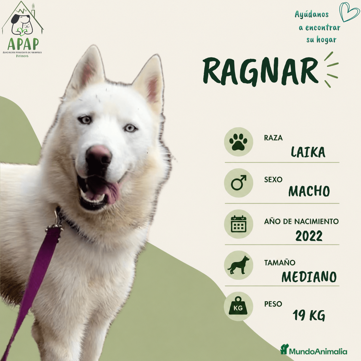 Laika de Siberia Occidental perros RAGNAR busca hogar - Anuncio 4