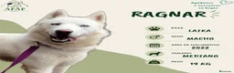 Laika de Siberia Occidental perros en adopcion: RAGNAR busca hogar - Anuncio 1