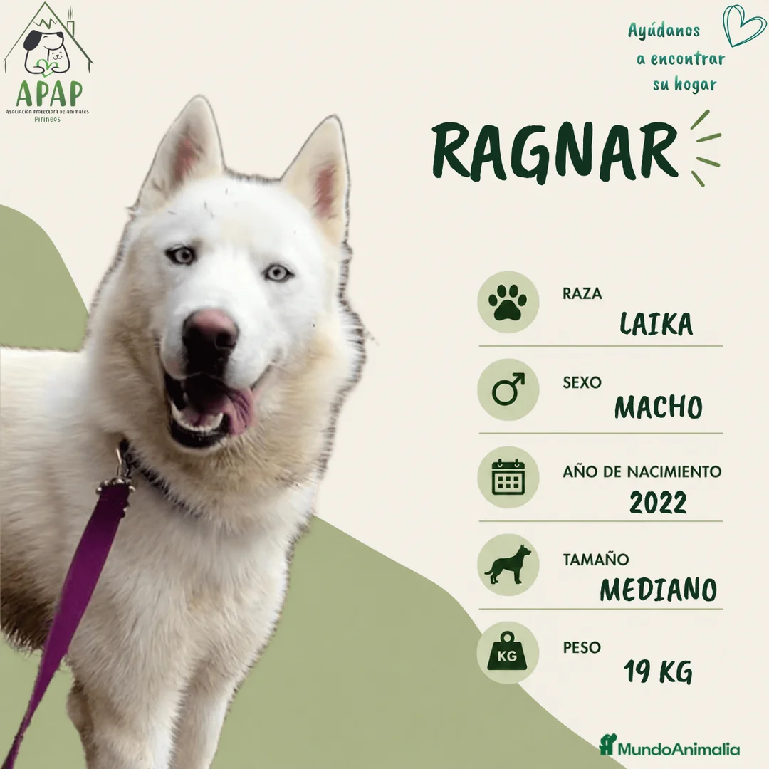 Laika de Siberia Occidental perros en adopcion: RAGNAR busca hogar - Anuncio 1