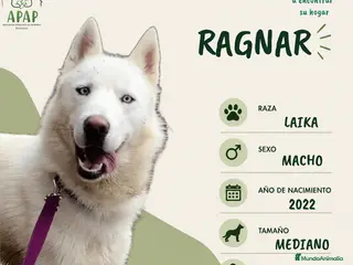 Laika de Siberia Occidental perros RAGNAR busca hogar - Anuncio 20