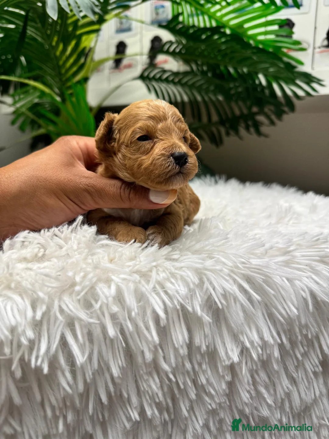 Maltipoo perros en venta: MALTIPOO-75%CANICHE/25%BICHON MALTES - Anuncio 2