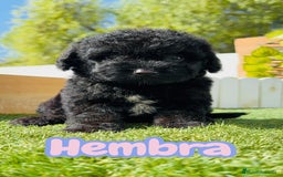 Perro de Agua Español perros en venta: PERRO DE AGUA ESPAÑOL HEMBRA - Imagen 1