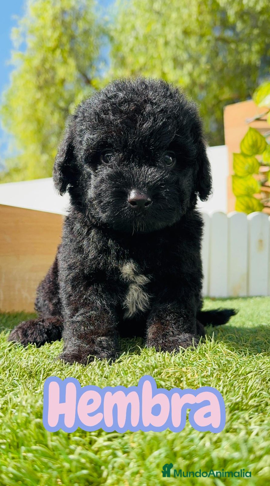 Perro de Agua Español perros en venta: PERRO DE AGUA ESPAÑOL HEMBRA - Imagen 1
