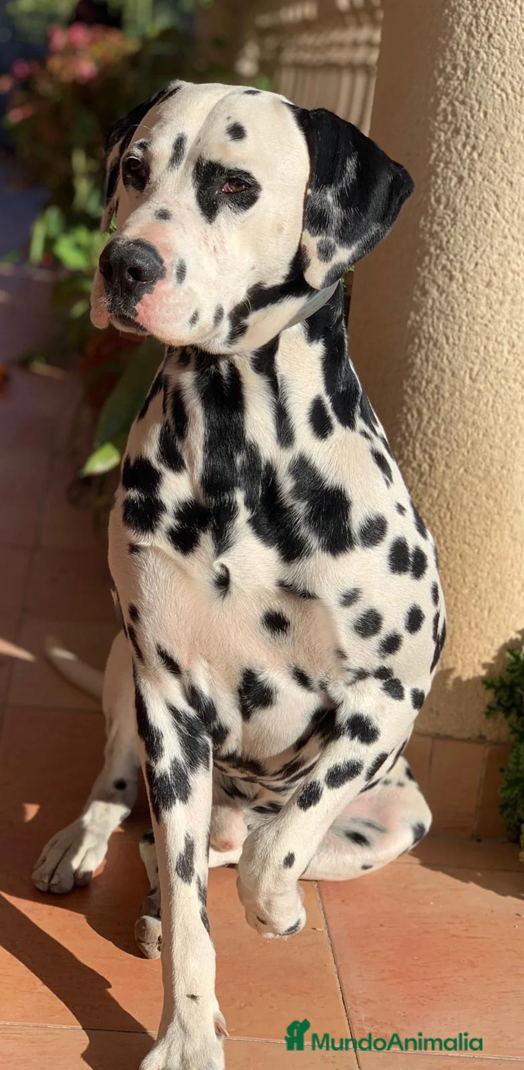 Dálmata perros en venta: Dálmatas de gran calidad  - Anuncio 4