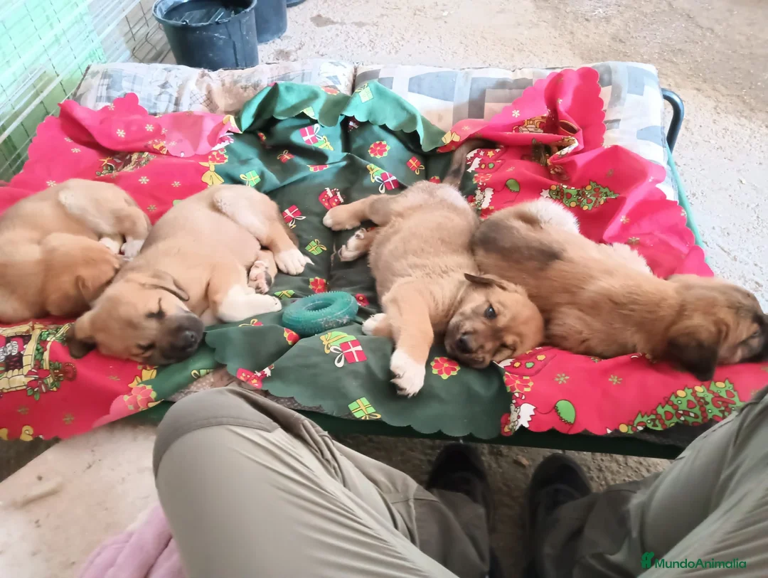 Mastín Español perros en venta: Cachorros de mastin - Anuncio 2
