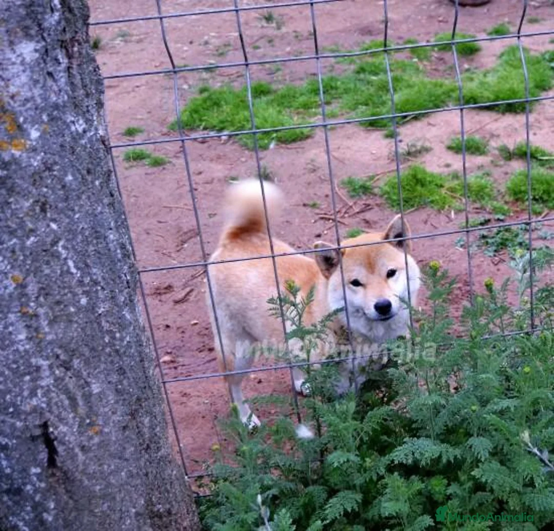 Imagen de galería {{count}}