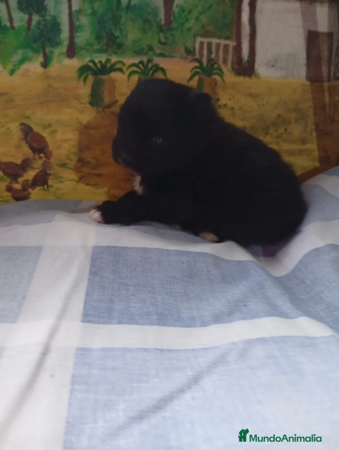 Pomerania perros en venta: Pomerania  - Anuncio 2