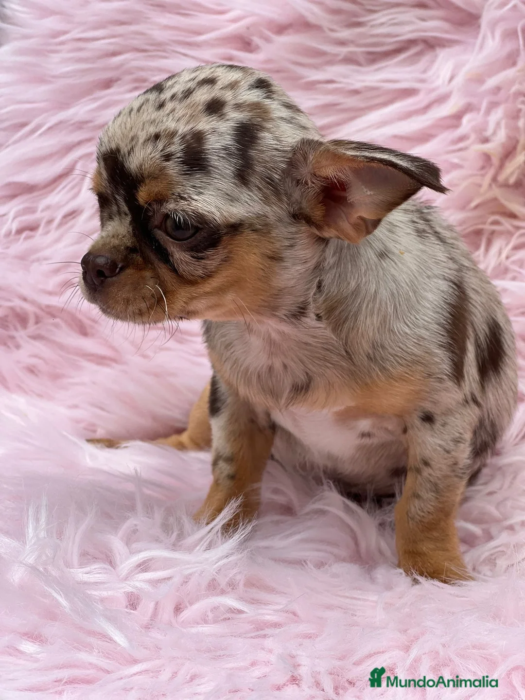 Chihuahua perros en venta: CHIHUAHUA LÍNEA RUSA CHOCO MERLE - Anuncio 3