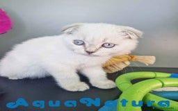 Scottish Fold gatos en venta: Scottish Fold Macho 7912 AQUANATURA - Imagen 5