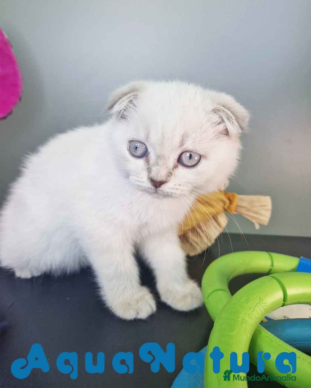 Scottish Fold gatos en venta: Scottish Fold Macho 7912 AQUANATURA - Imagen 5