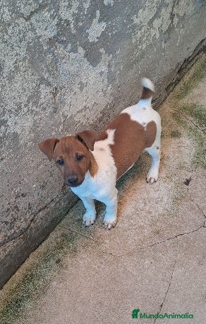 Jack Russell Terrier perros en venta: Jack russell  - Anuncio 3