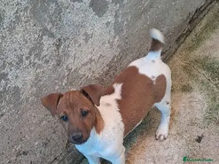 Jack Russell Terrier perros en venta: Jack russell - Anuncio 3