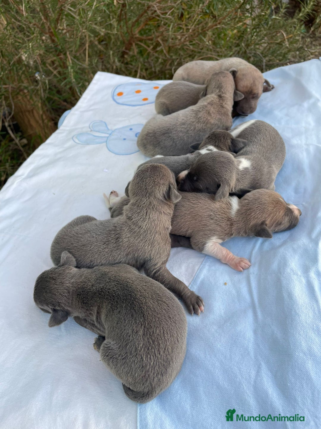 Whippet perros en venta: Nueva camada WHIPPET BLUE - Anuncio 3