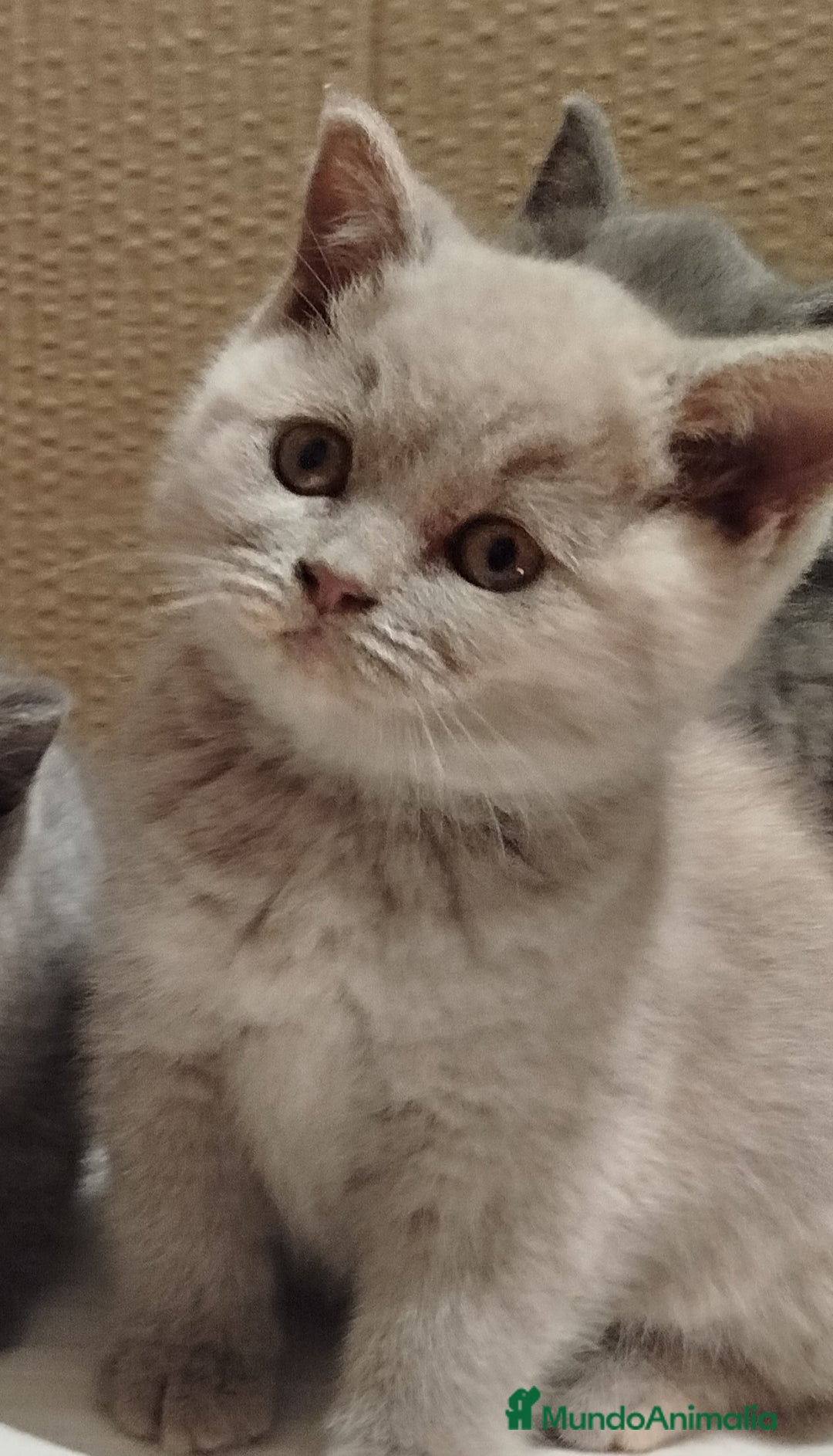 Británico de Pelo Corto gatos en venta: British Shorthair  - Anuncio 7