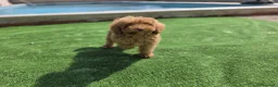 Caniche Toy perros en venta: Cachorrito Caniche Toy - Anuncio 3