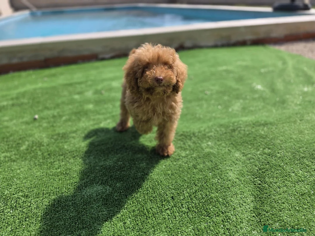 Caniche Toy perros en venta: Cachorrito Caniche Toy - Anuncio 3