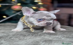 Bulldog Francés perros en venta: FRENCHIES // PASIÓN Y DEDICACIÓN  - Anuncio 3