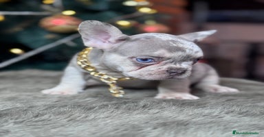 Bulldog Francés perros FRENCHIES // PASIÓN Y DEDICACIÓN  - Anuncio 4