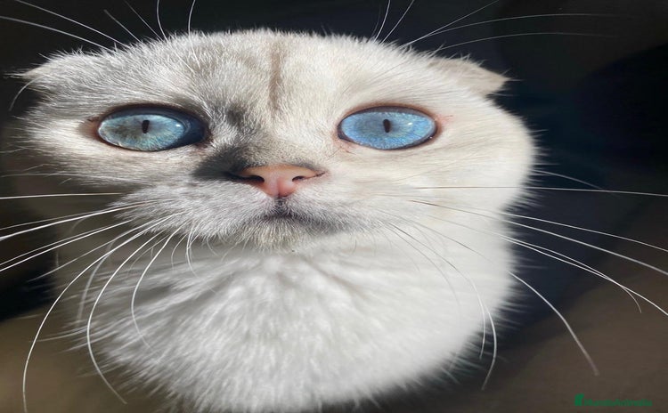 Scottish Fold gatos - Anuncio 1