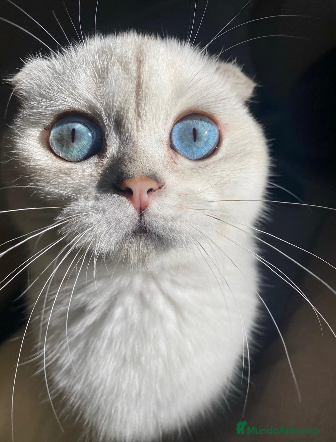 Scottish Fold gatos en venta: Cachorro Scottish Fold - Imagen 1