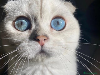 Scottish Fold gatos - Anuncio 1