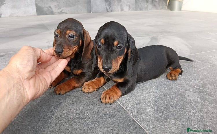 Teckel Miniatura perros - Anuncio 1