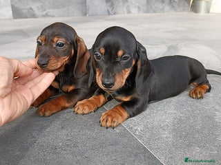 Teckel Miniatura perros - Anuncio 6