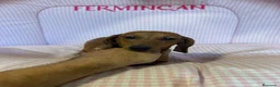 Teckel Miniatura perros en venta: CACHORRITA DE TECKEL MINIATURA  - Anuncio 4