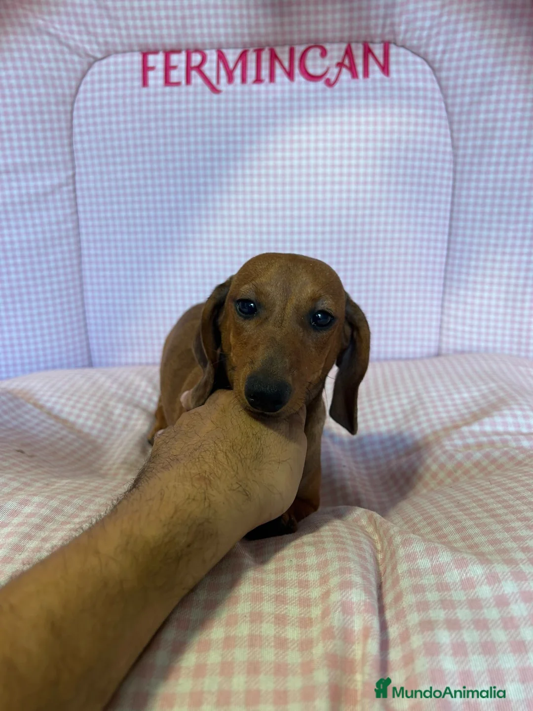 Teckel Miniatura perros en venta: CACHORRITA DE TECKEL MINIATURA  - Anuncio 4