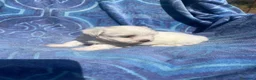 Bichón Maltés perros en venta: Bichón maltés cachorra  - Anuncio 3