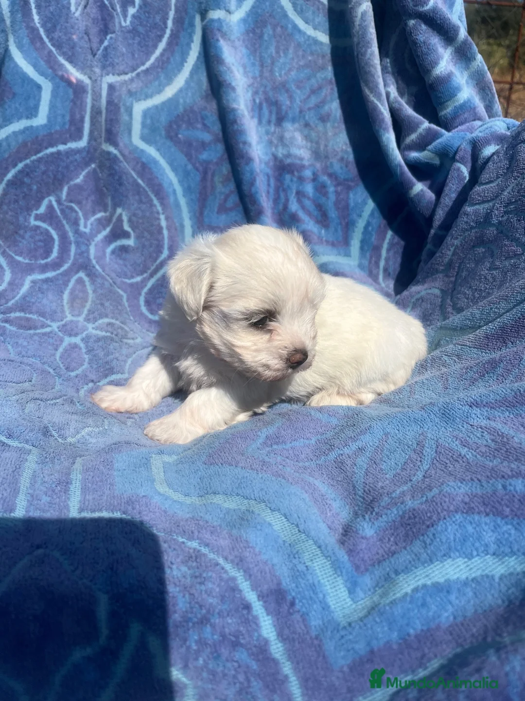 Bichón Maltés perros en venta: Bichón maltés cachorra  - Anuncio 3