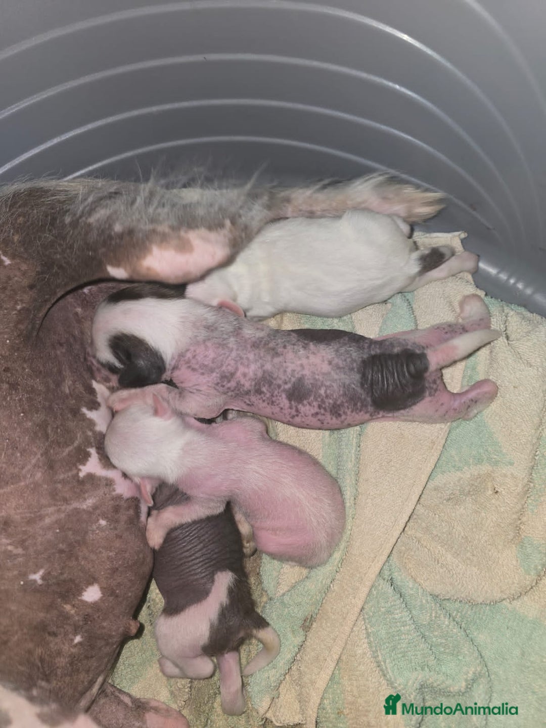 Perro Crestado Chino perros en venta: Crestado Chino con pelo Blanco Macho - Anuncio 7