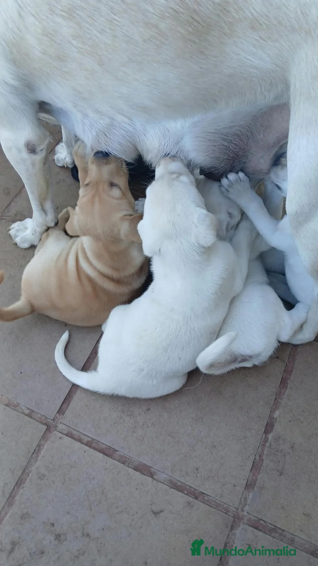 Labrador Retriever perros en venta: Labrador - Anuncio 2