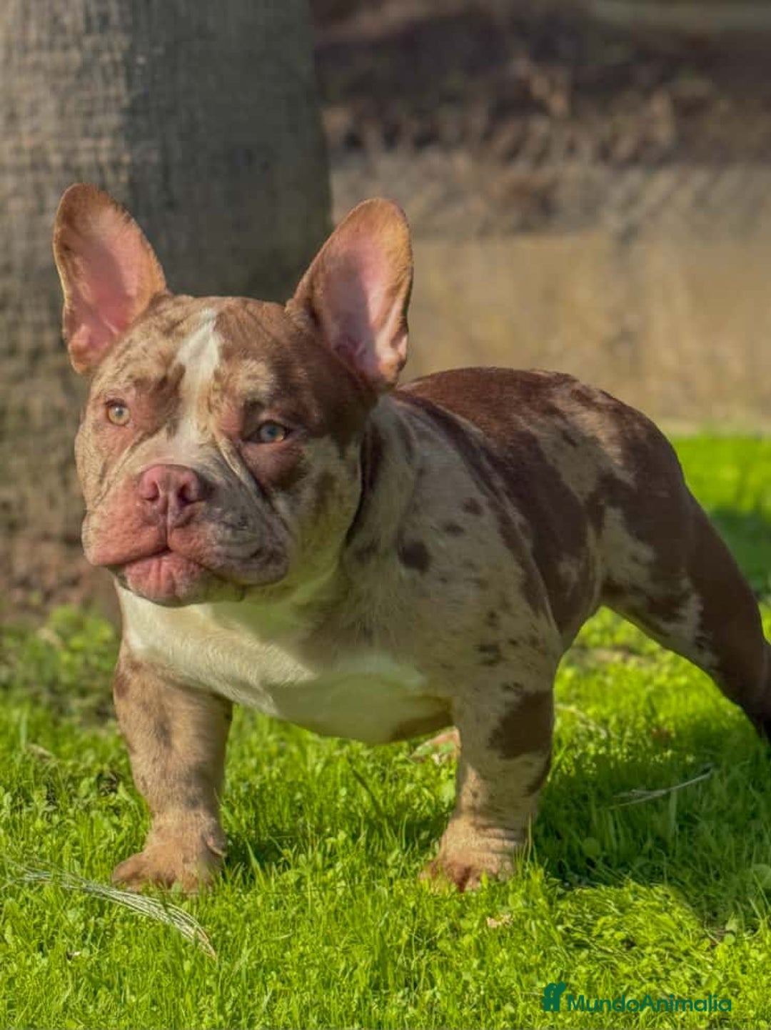 American Bully perros en venta: American Bully Merle impresionante sangre  - Anuncio 1
