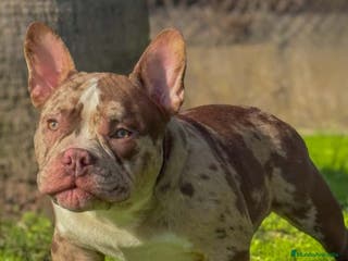 American Bully perros American Bully Merle impresionante sangre - Anuncio 23