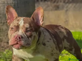 American Bully perros American Bully Merle impresionante sangre - Anuncio 4
