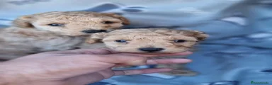 Maltipoo 4