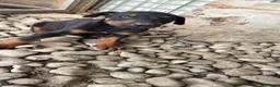 Dobermann perros en venta: Dobermann chocolates y negro fuego🐶🐾 - Anuncio 9