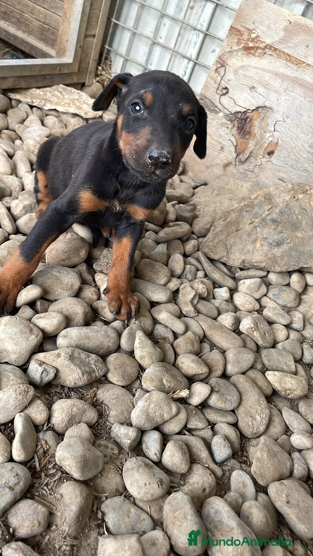 Dobermann perros en venta: Dobermann chocolates y negro fuego🐶🐾 - Anuncio 9