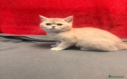 Británico de Pelo Corto gatos en venta: Monísima British Golden  - Imagen 7