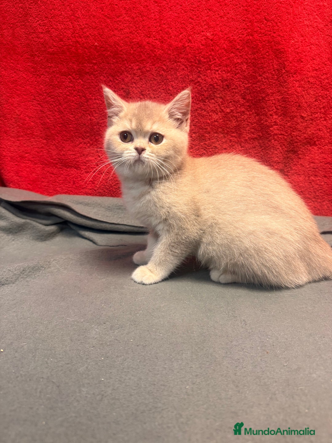 Británico de Pelo Corto gatos en venta: Monísima British Golden  - Imagen 7