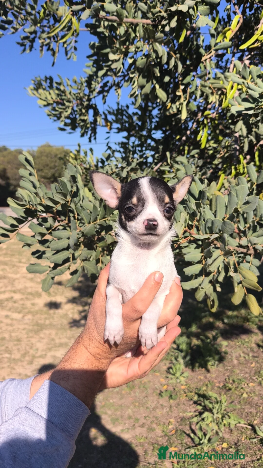 Chihuahua perros en venta: Chihuahua macho retrognatismo  - Anuncio 1