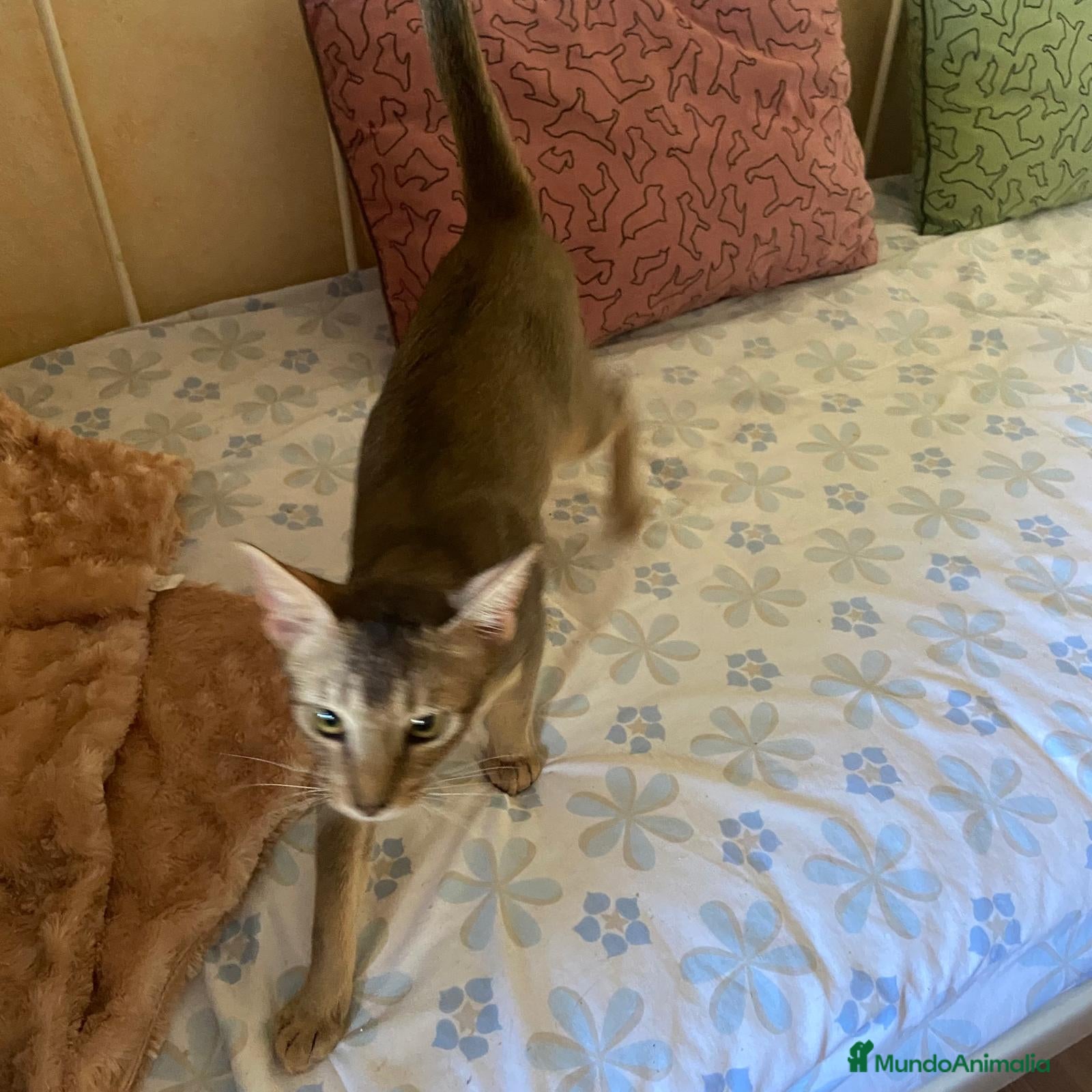 Abisinio gatos Abisinio Macho de Santa 4179 - AQUANATURA en Barcelona - Anuncio 2