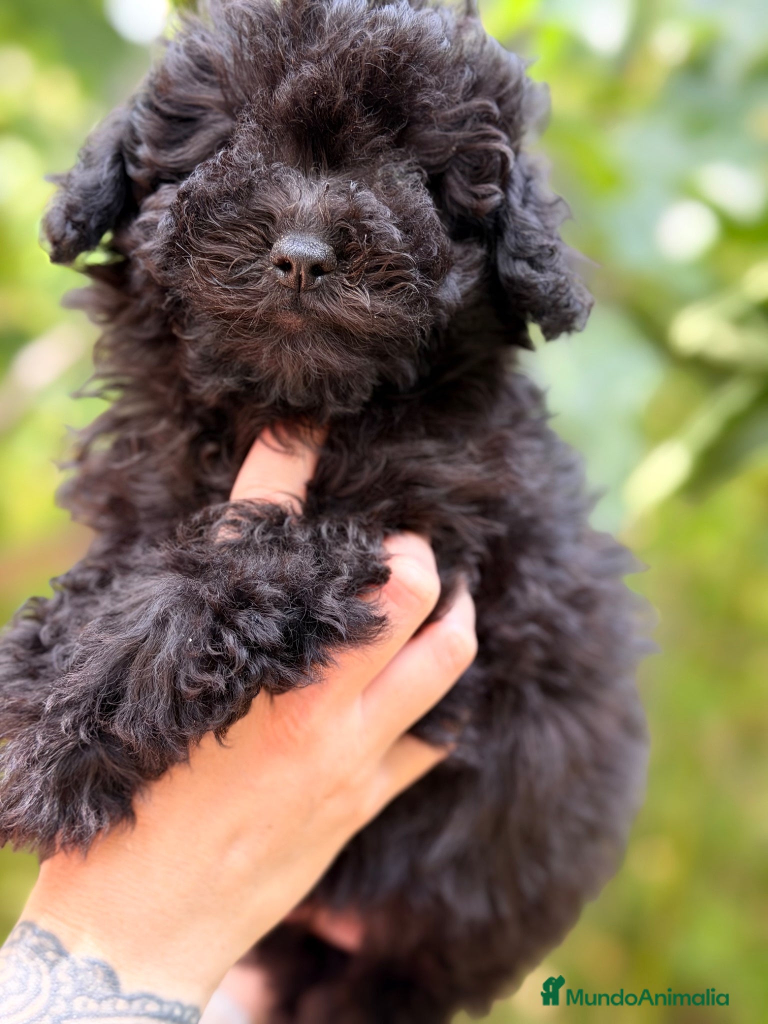 Caniche Toy perros en venta: Caniche Toy hembra  - Anuncio 11