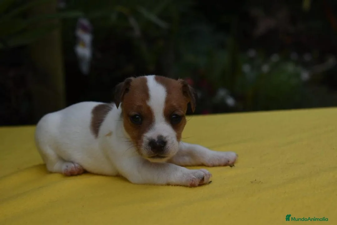 Jack Russell Terrier perros en venta: jack russell terrier listos para entregar ! ! - Anuncio 2
