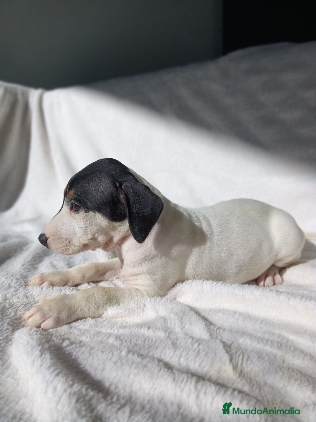 Ratonero Bodeguero Andaluz perros en venta: BODEGUEROS  - Anuncio 5