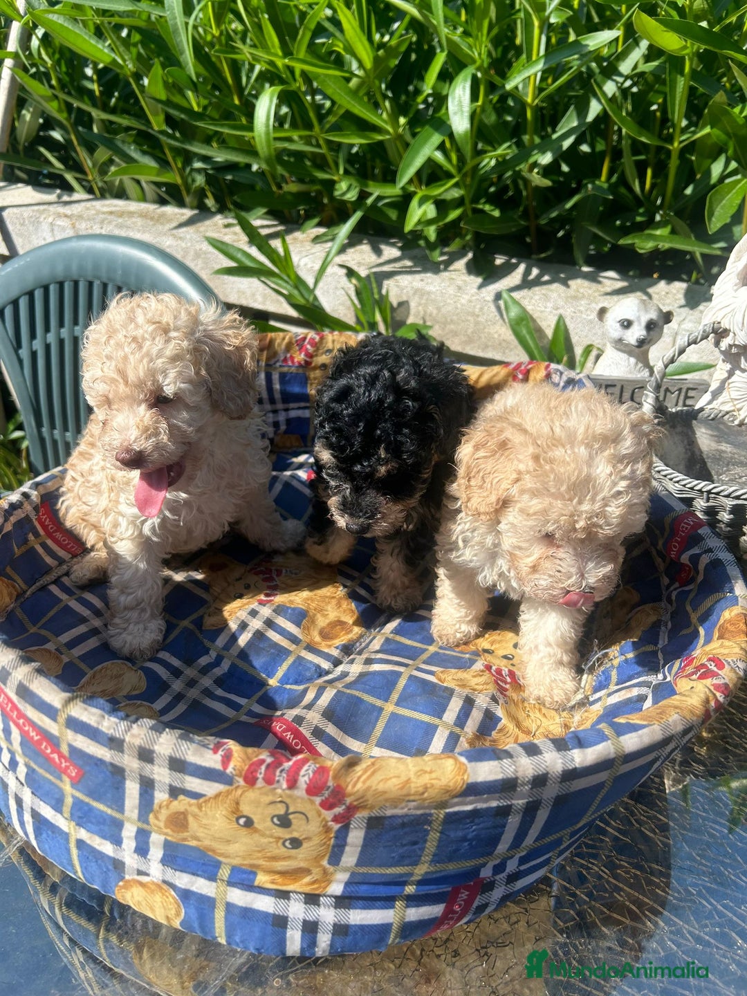 Caniche Toy perros en venta: Caniches toys Phanton ,apricot... - Imagen 4