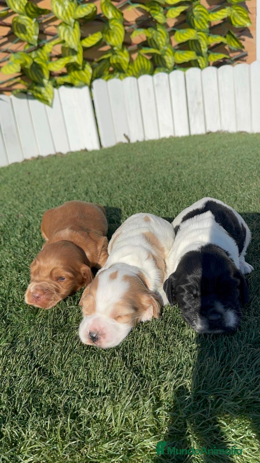 Cocker Spaniel Inglés perros en venta: COCKER SPANIEL INGLES - Anuncio 13