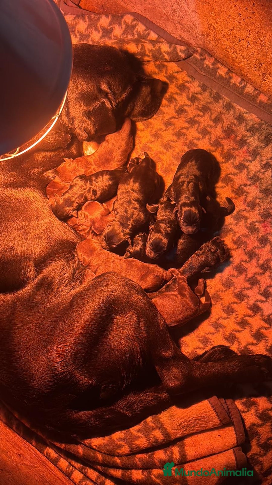 Labrador Retriever perros en venta: Nueva camada labrador retriever  - Anuncio 2